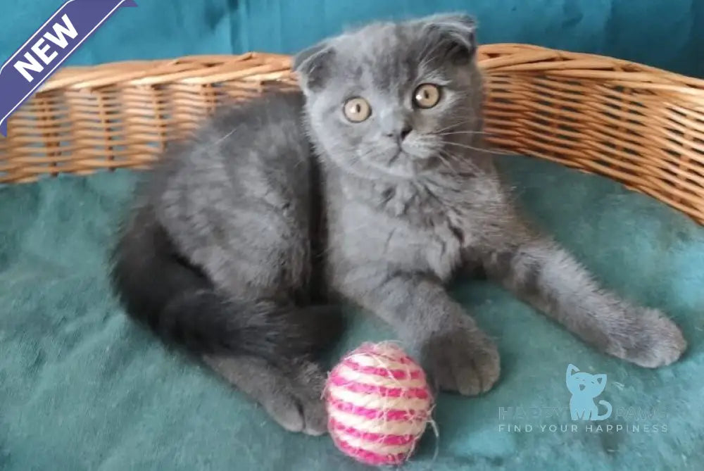 Ralf Scottish Fold male blue live animals