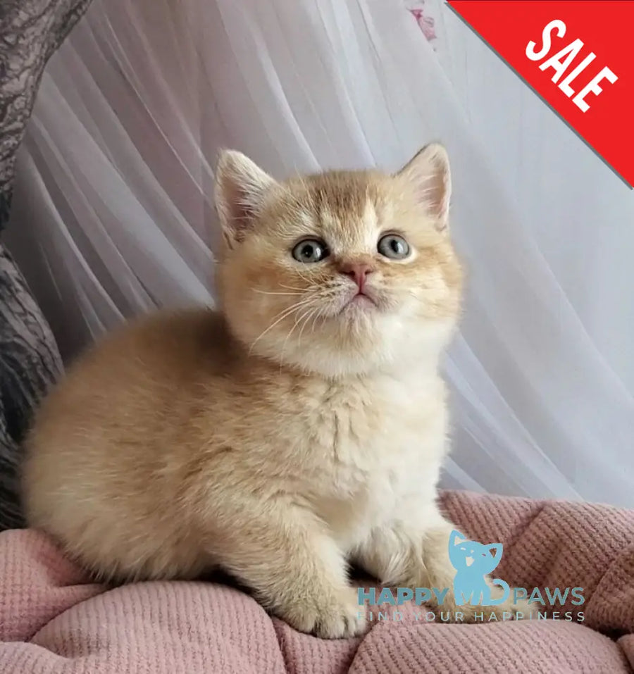 Ralph British Shorthair male cinnamon golden shaded - live animals