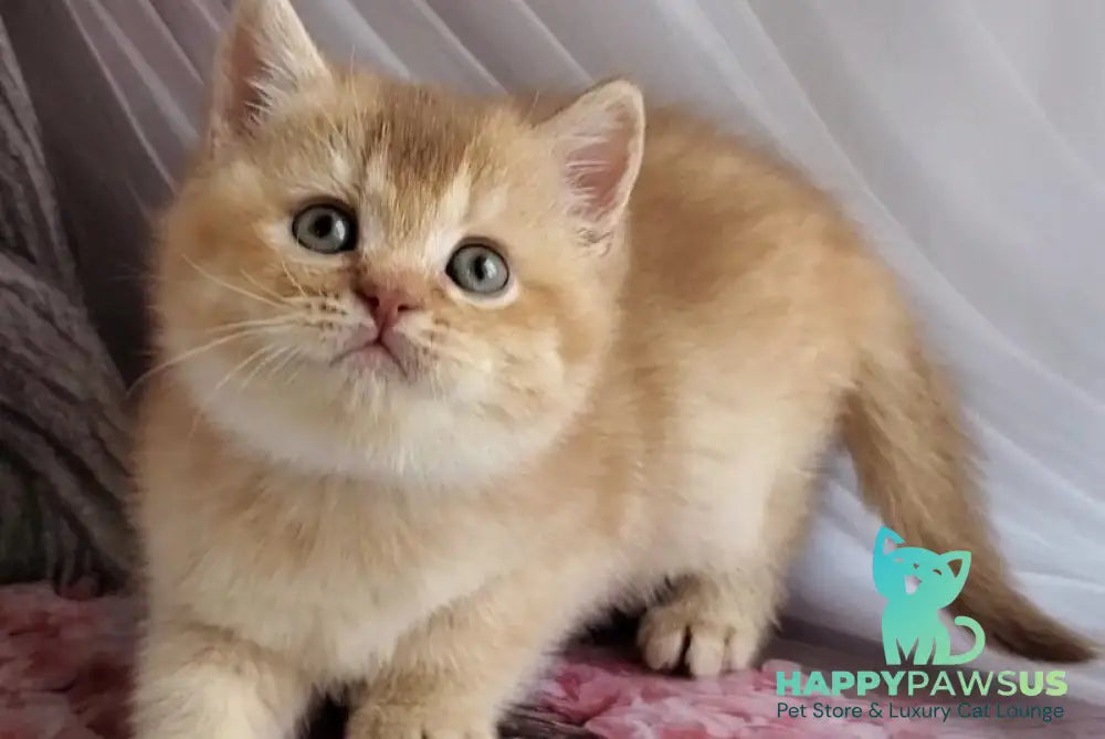 Ralph British Shorthair male cinnamon golden shaded - live animals