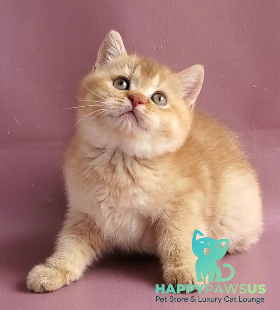 Ralph British Shorthair male cinnamon golden shaded - live animals