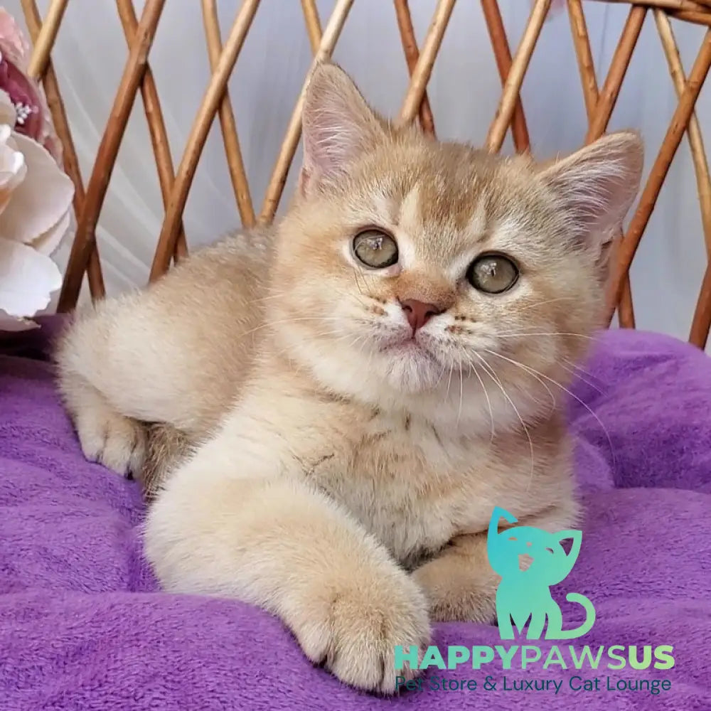 Ralph British Shorthair male cinnamon golden shaded - live animals