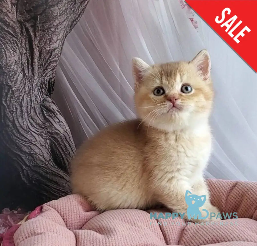 Ralph British Shorthair male cinnamon golden shaded - live animals