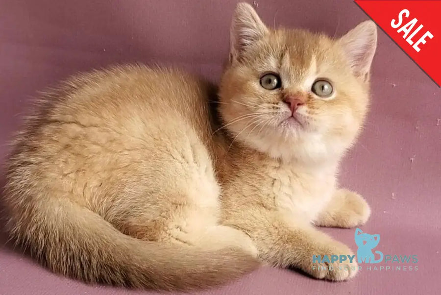 Ralph British Shorthair male cinnamon golden shaded - live animals