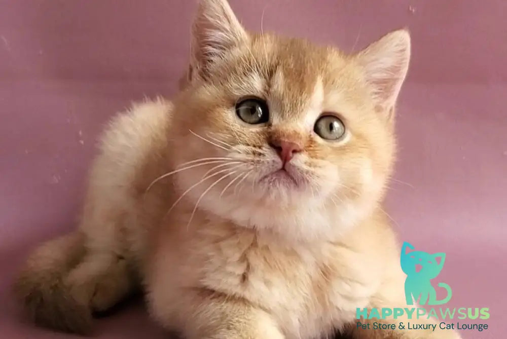 Ralph British Shorthair male cinnamon golden shaded - live animals