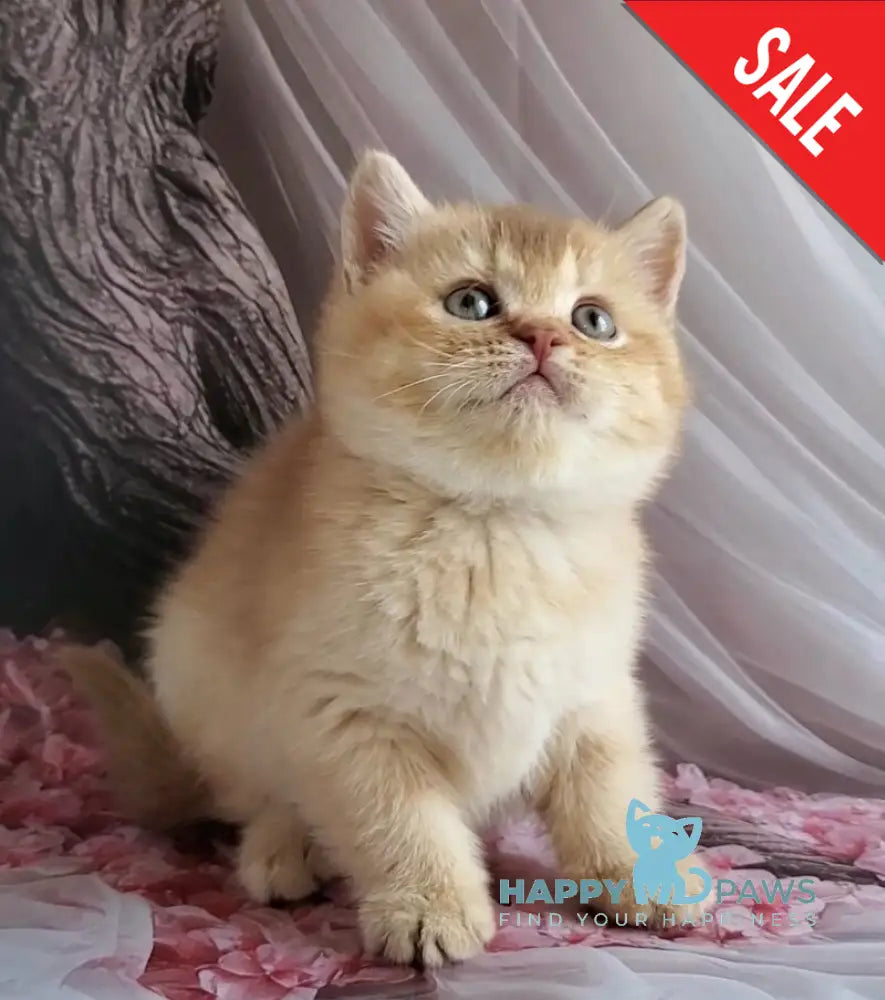 Ralph British Shorthair male cinnamon golden shaded - live animals