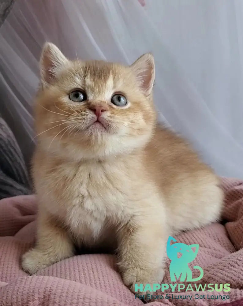 Ralph British Shorthair male cinnamon golden shaded - live animals