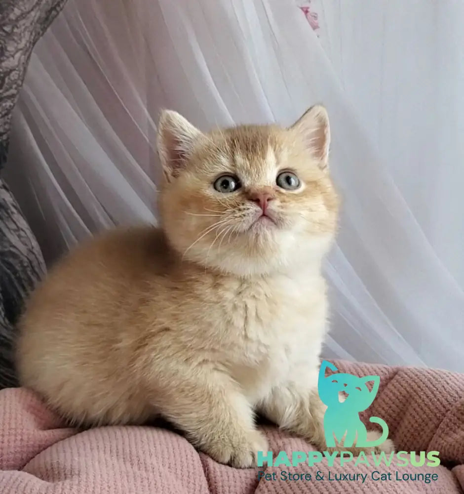 Ralph British Shorthair male cinnamon golden shaded - live animals