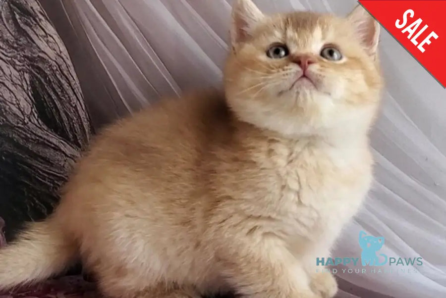 Ralph British Shorthair male cinnamon golden shaded - live animals