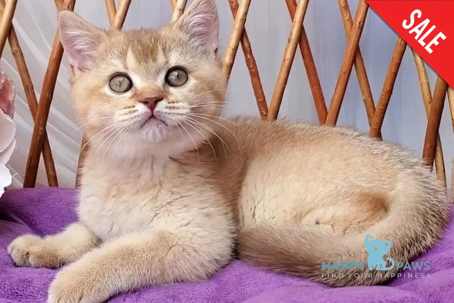 Ralph British Shorthair male cinnamon golden shaded - live animals