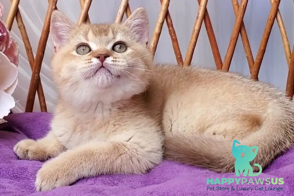 Ralph British Shorthair male cinnamon golden shaded - live animals