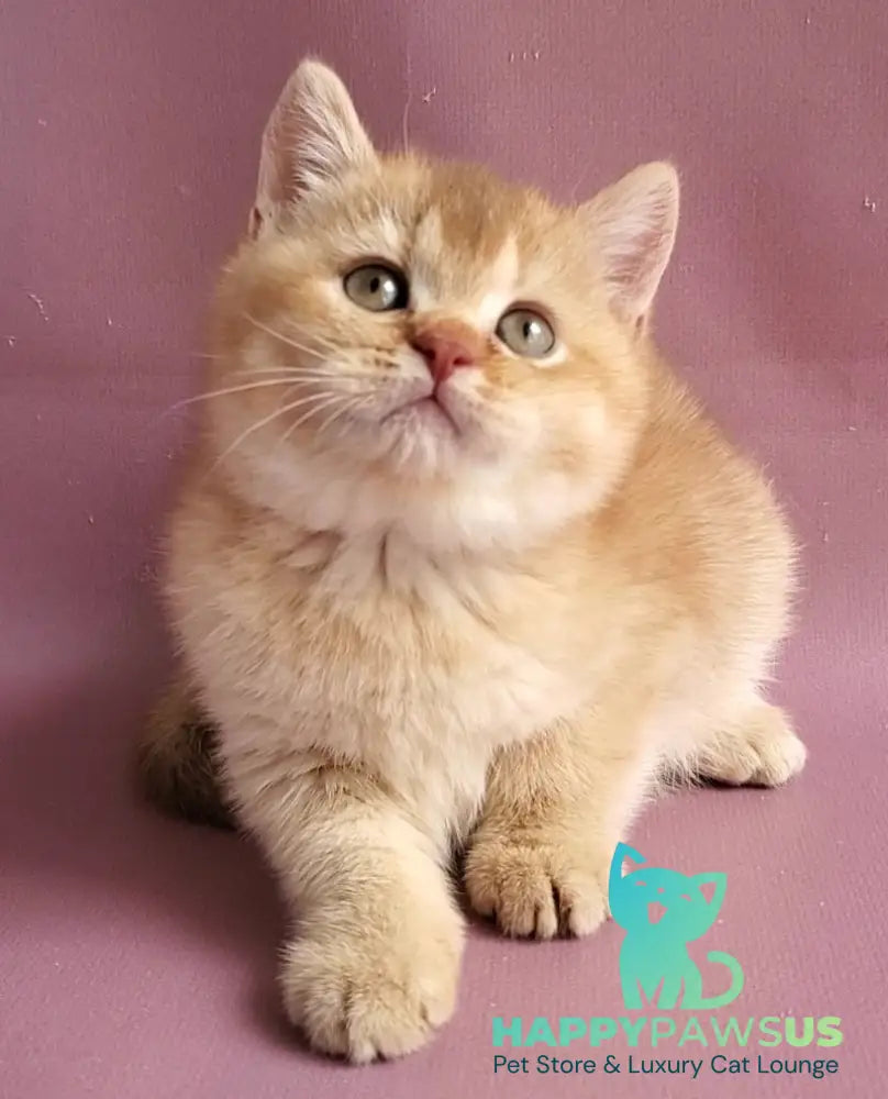 Ralph British Shorthair male cinnamon golden shaded - live animals