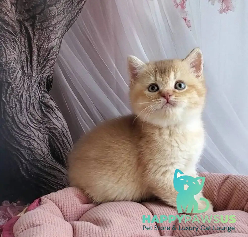 Ralph British Shorthair male cinnamon golden shaded - live animals