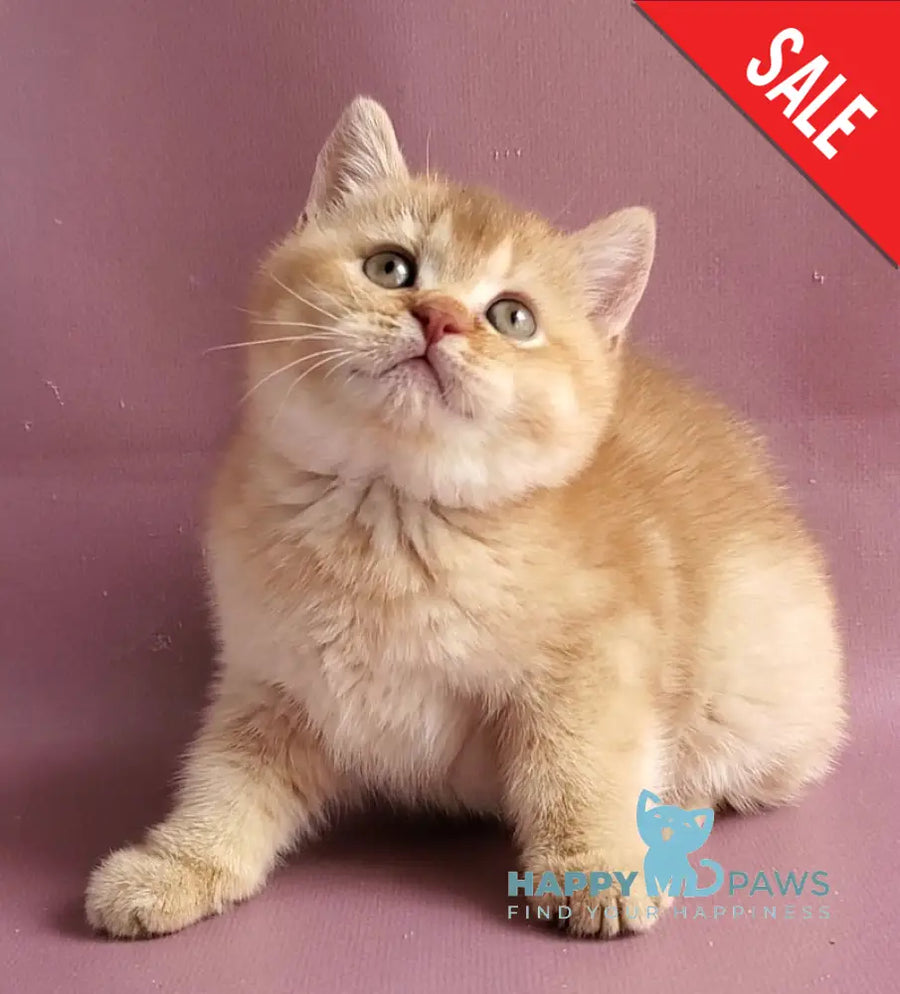 Ralph British Shorthair male cinnamon golden shaded - live animals