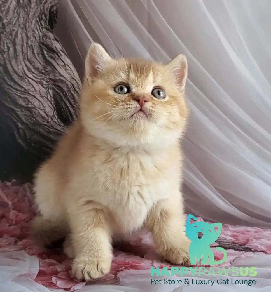 Ralph British Shorthair male cinnamon golden shaded - live animals