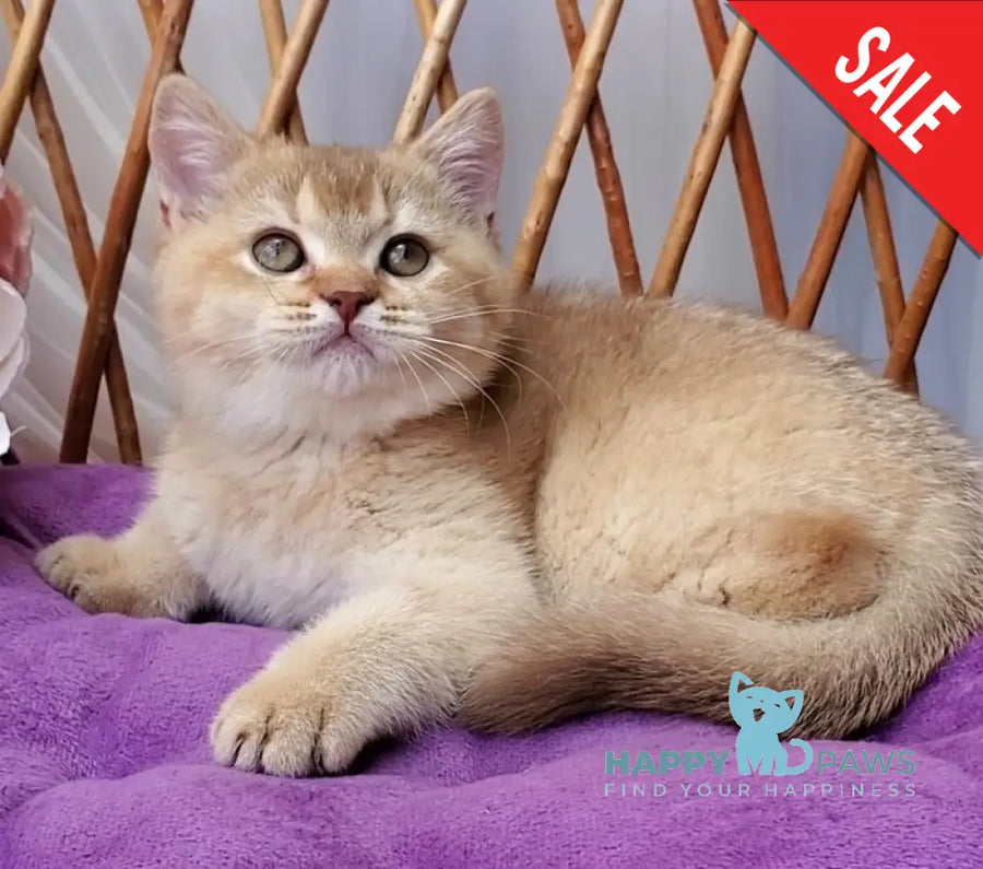 Ralph British Shorthair male cinnamon golden shaded - live animals