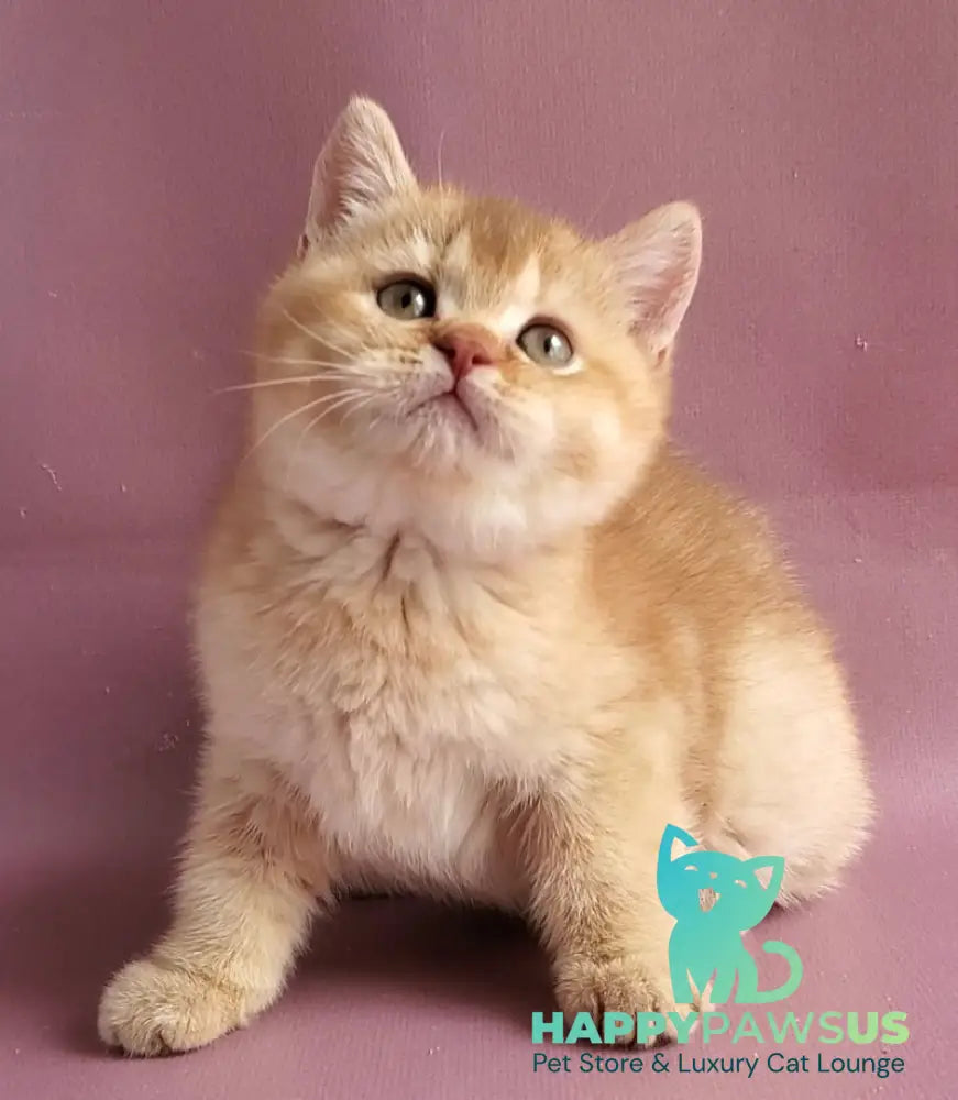 Ralph British Shorthair male cinnamon golden shaded - live animals