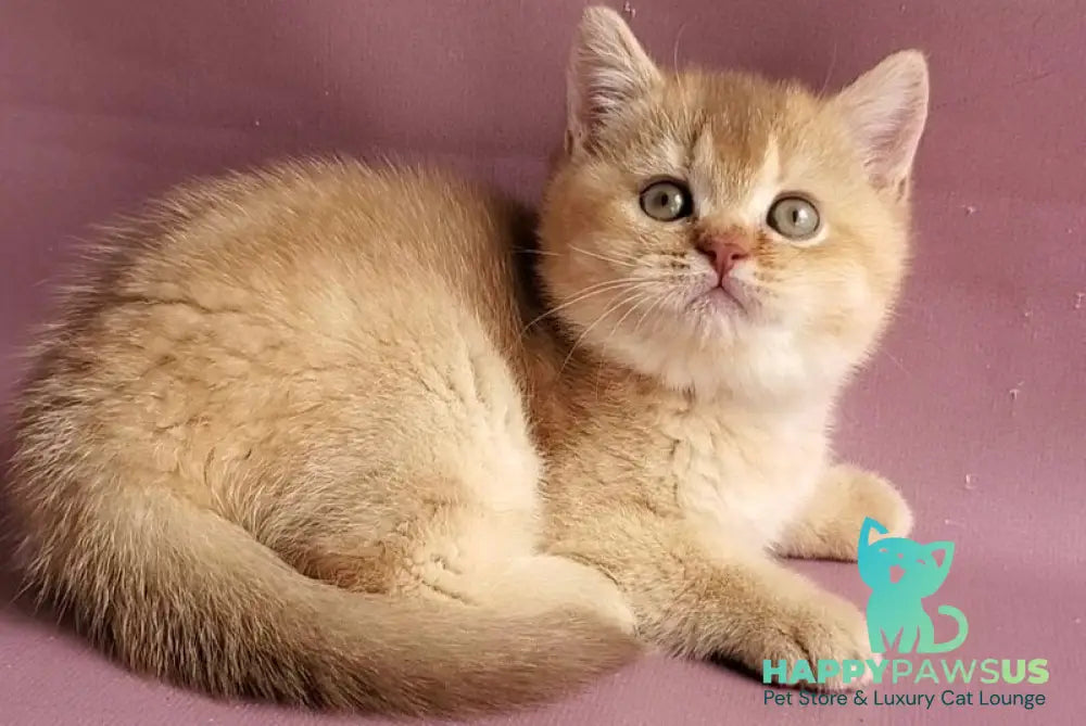 Ralph British Shorthair male cinnamon golden shaded - live animals