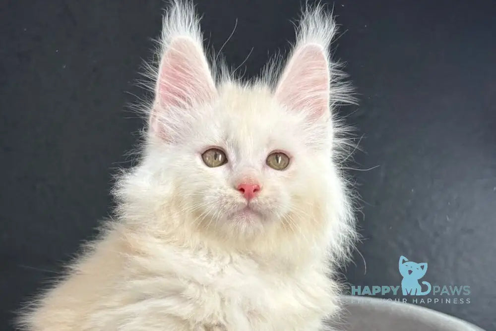 Ralph Maine Coon male red silver live animals