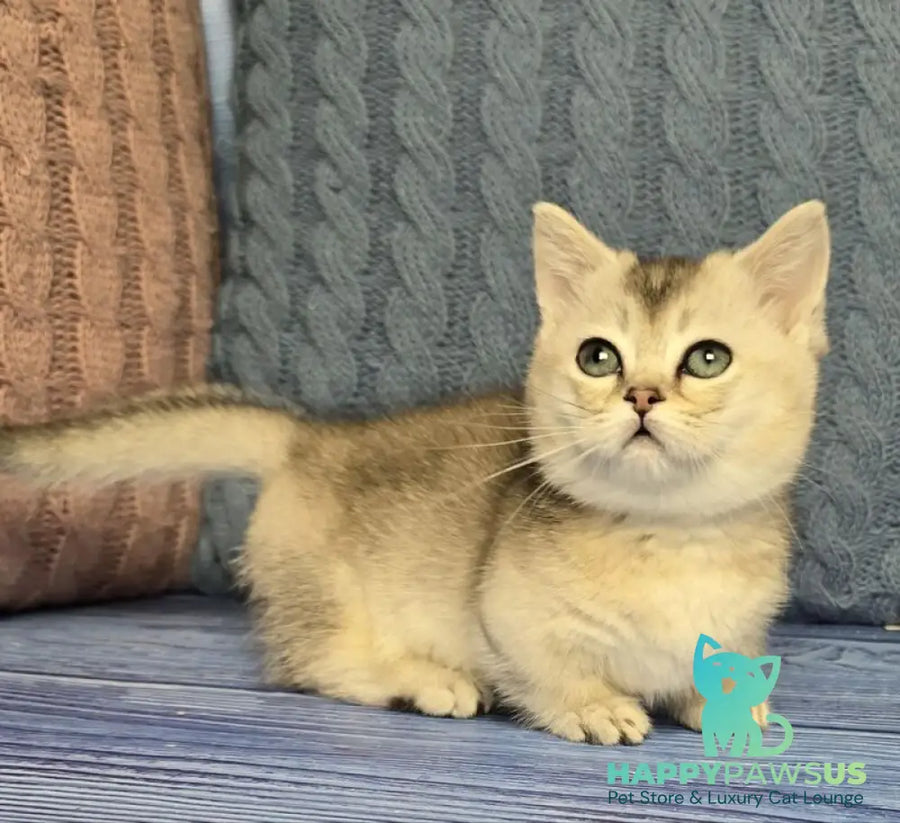 Rambo Munchkin male blue silver shaded - live animals