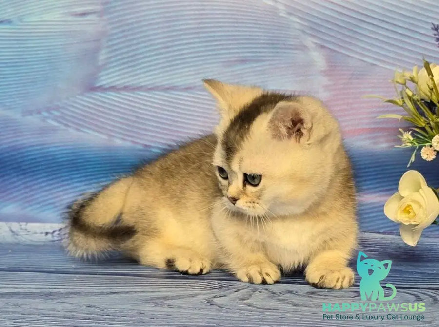 Rambo Munchkin male blue silver shaded - live animals