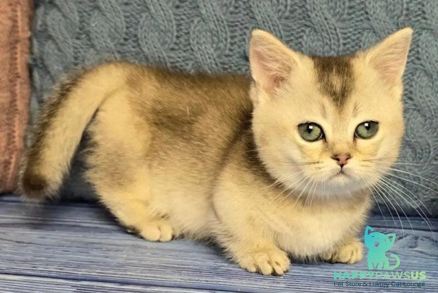 Rambo Munchkin male blue silver shaded - live animals