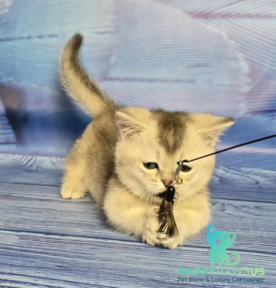 Rambo Munchkin male blue silver shaded - live animals