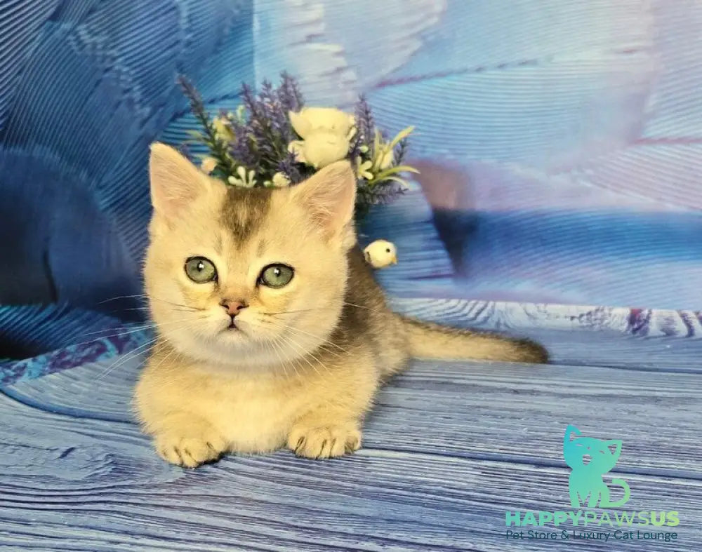 Rambo Munchkin male blue silver shaded - live animals