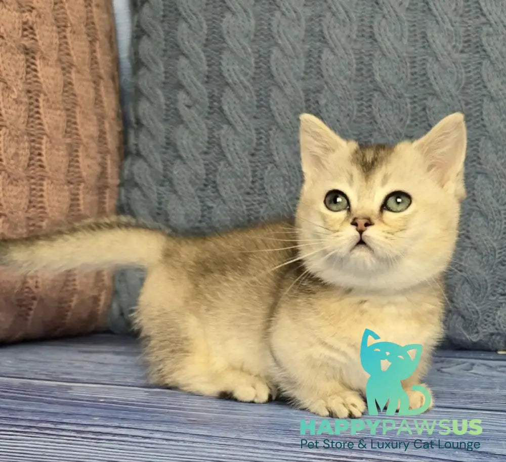 Rambo Munchkin male blue silver shaded - live animals