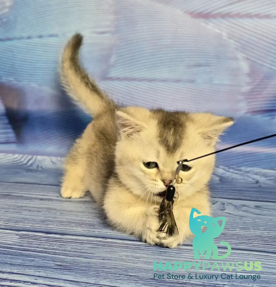 Rambo Munchkin male blue silver shaded - live animals