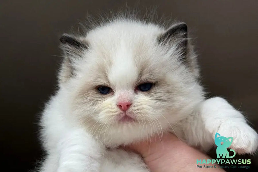 Ramen Ragdoll male black bicolour - live animals