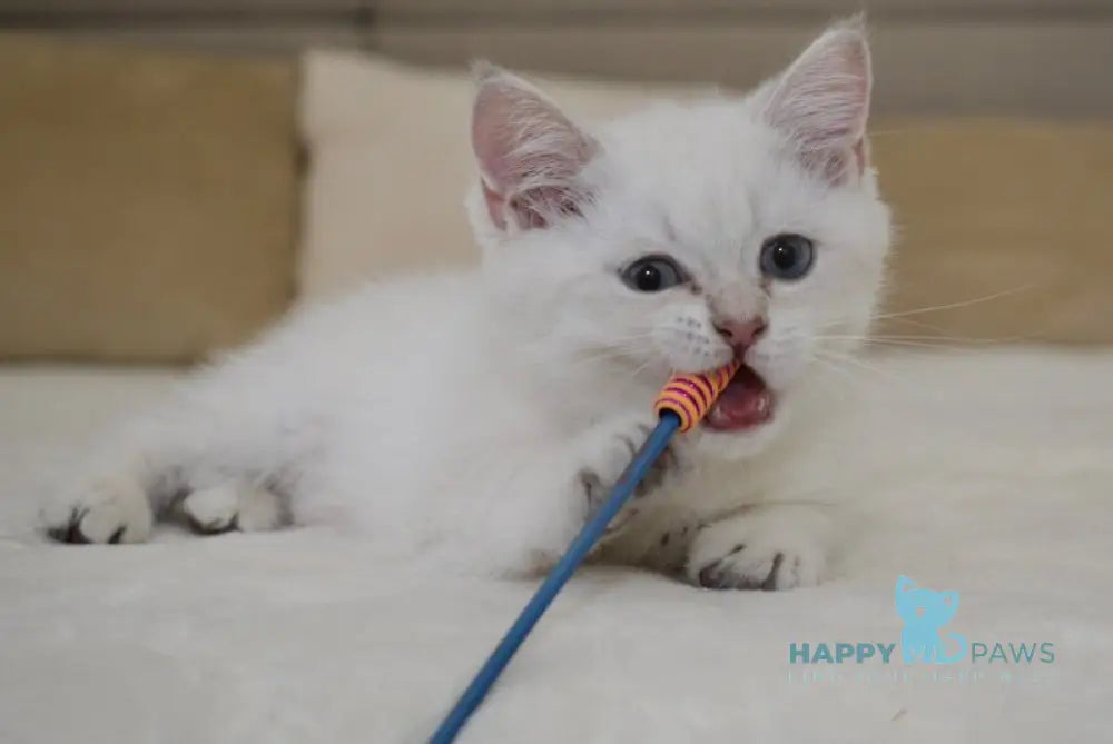 Ramik British Shorthair male black golden shaded pointed live animals