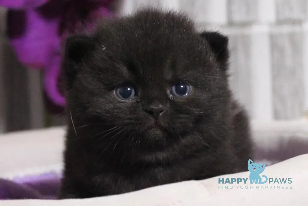 Ramin British Shorthair male black live animals