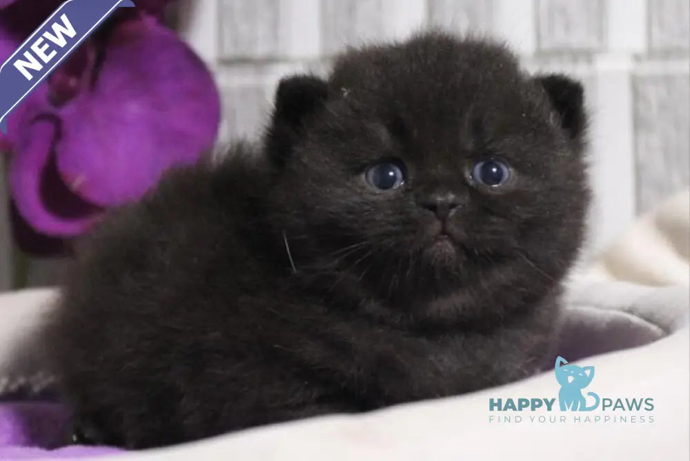 Ramin British Shorthair male black live animals