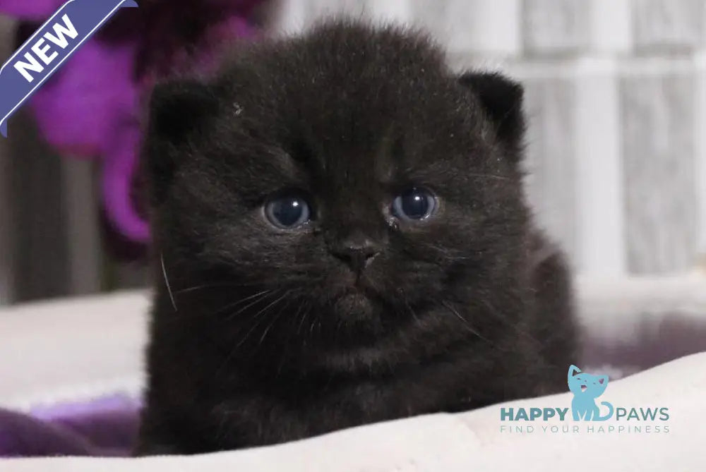 Ramin British Shorthair male black live animals