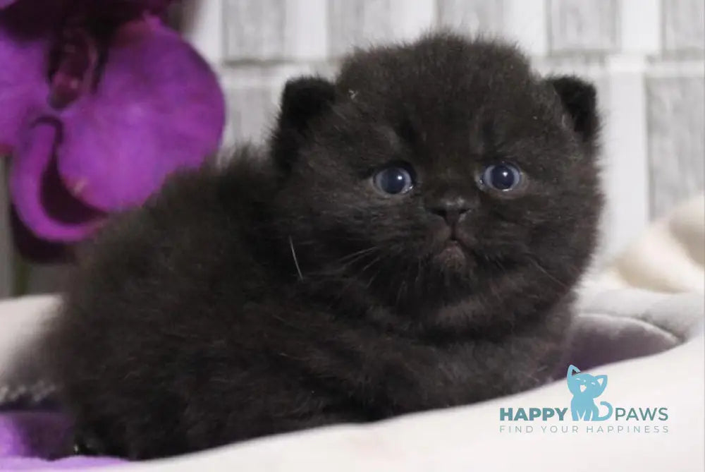 Ramin British Shorthair male black live animals