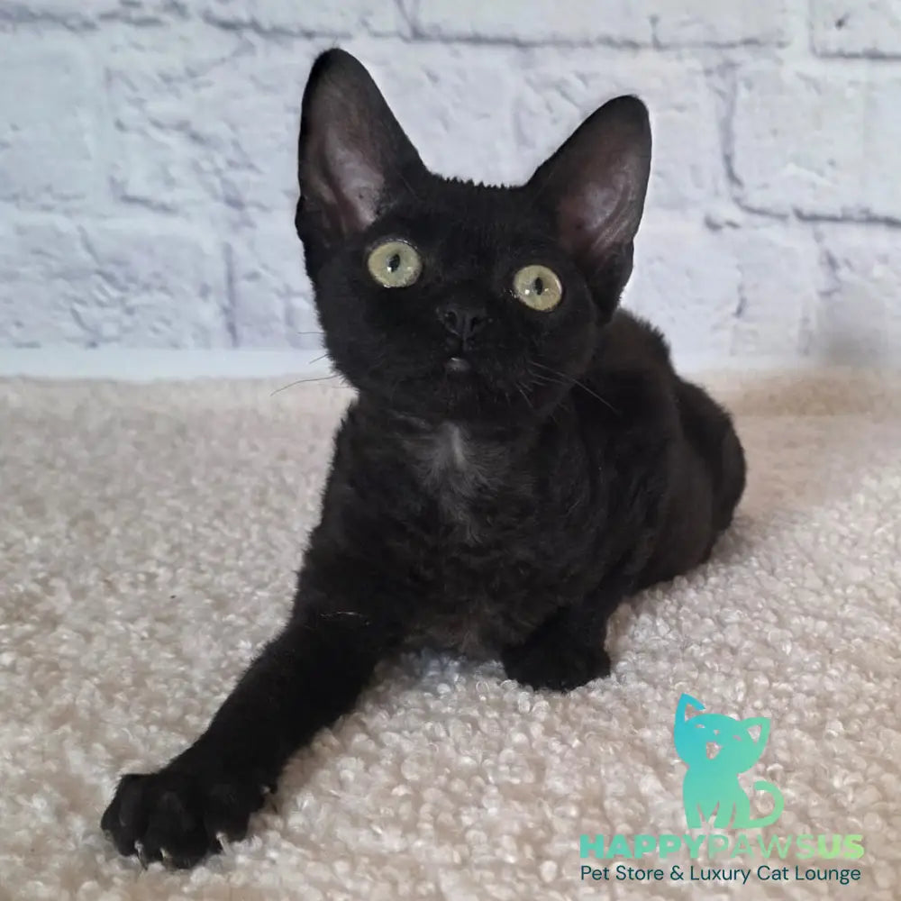 Ramіna Devon Rex female black - live animals