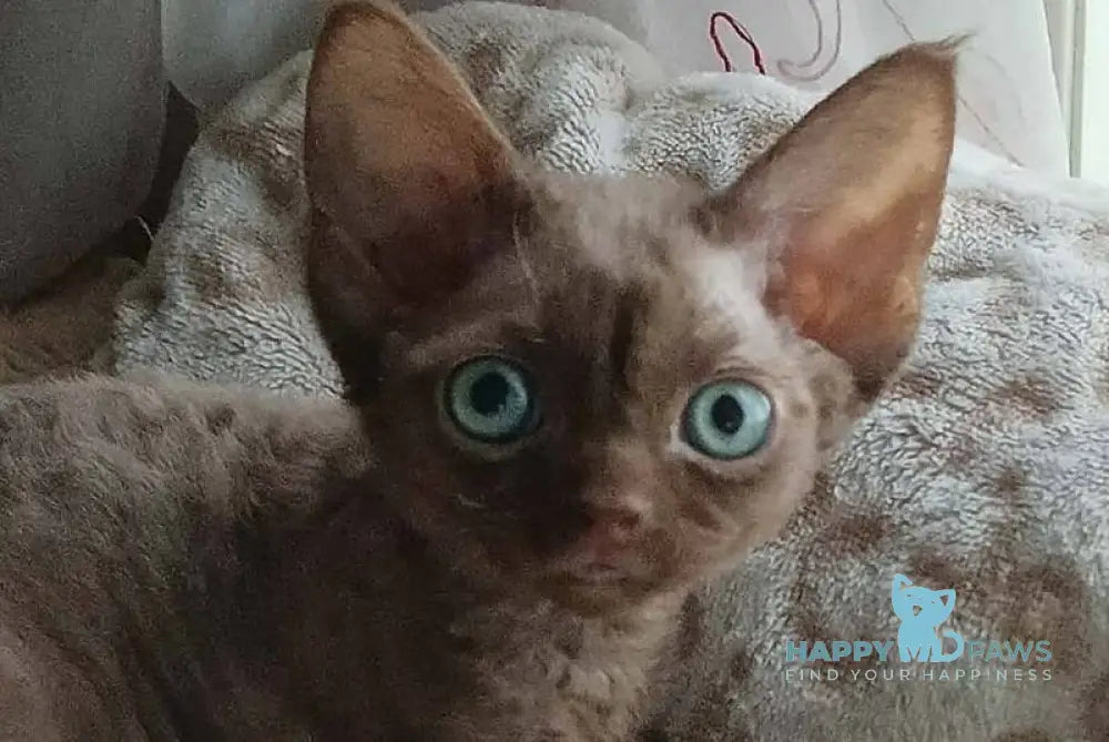 Ramina Devon Rex female chocolate live animals