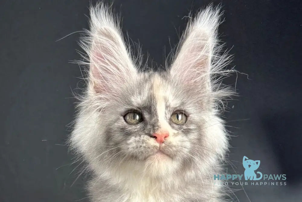 Ramira Maine Coon female black tortie silver live animals