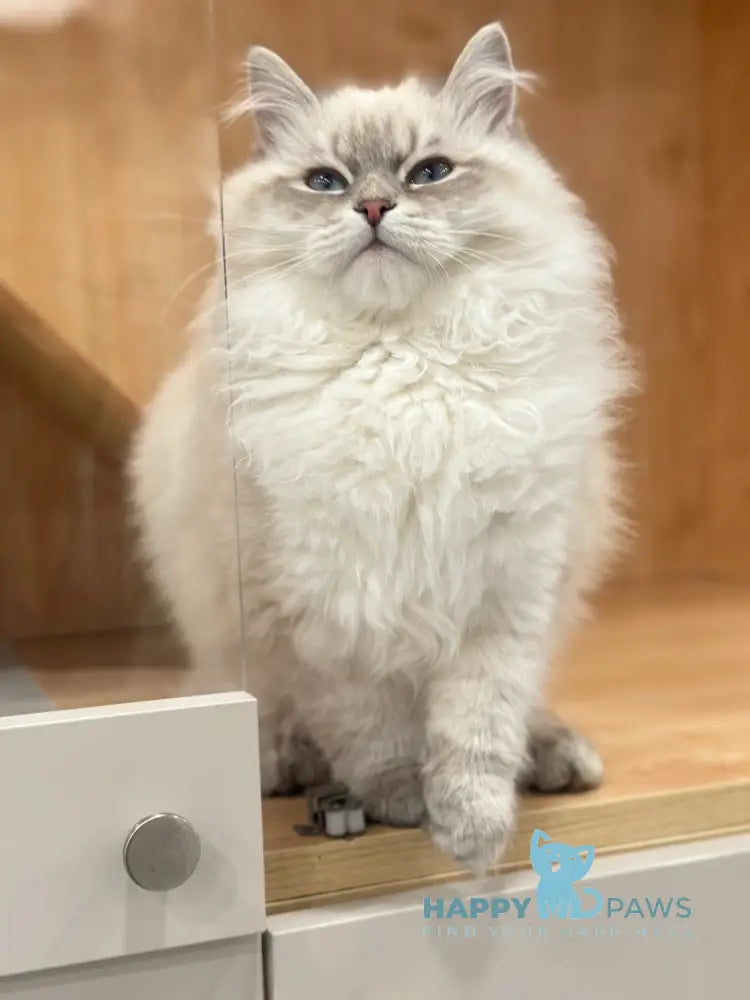 Ramon Neva Masquerade male blue pointed live animals