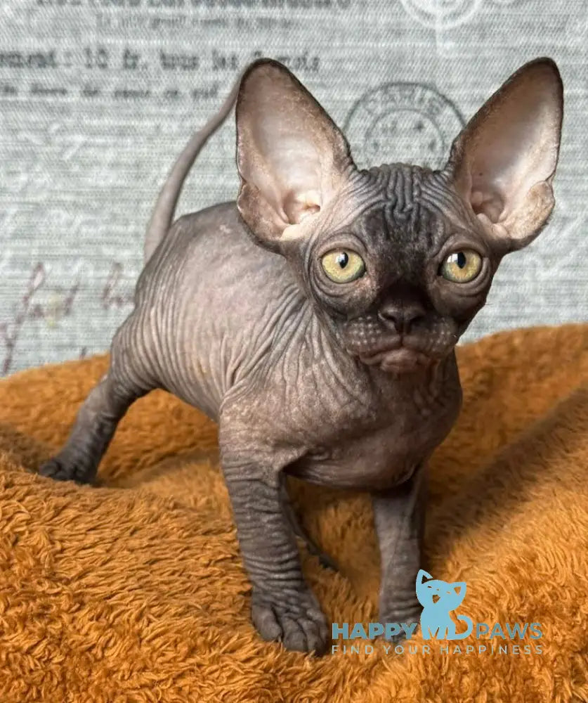 Ramzes Canadian Sphynx male black live animals