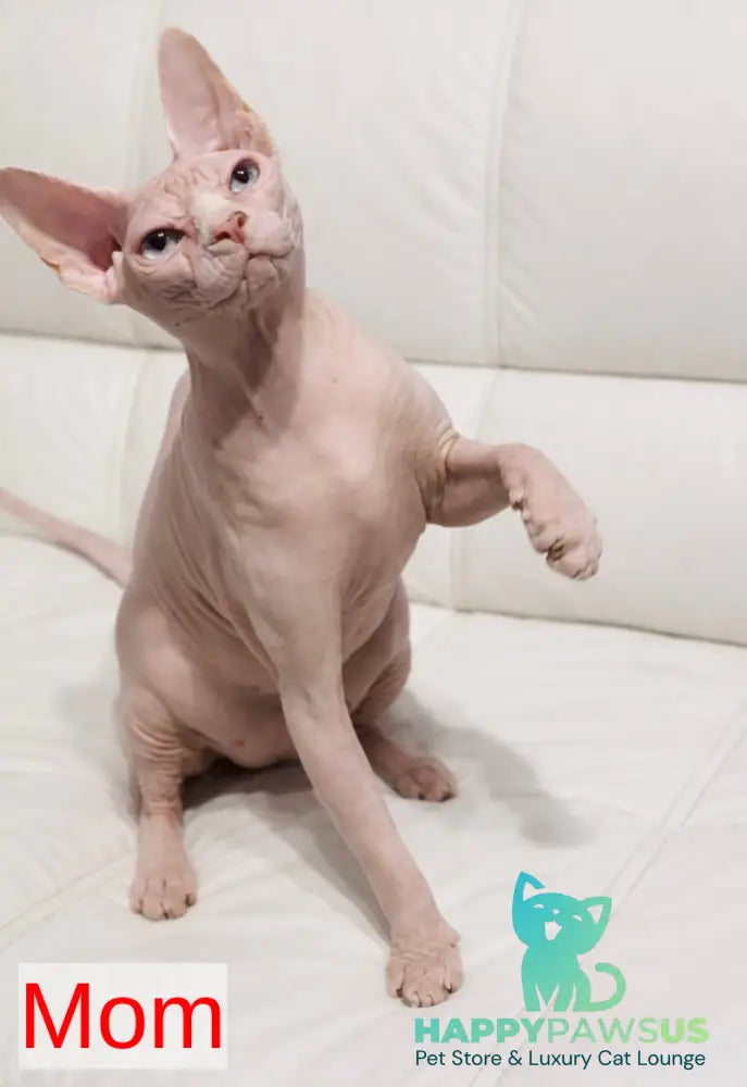 Ramzes Elf male white - live animals
