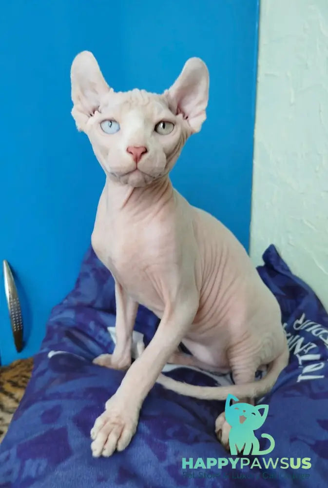 Ramzes Elf male white - live animals