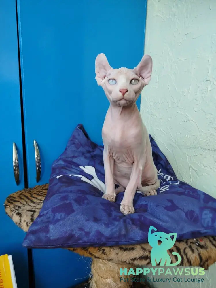 Ramzes Elf male white - live animals