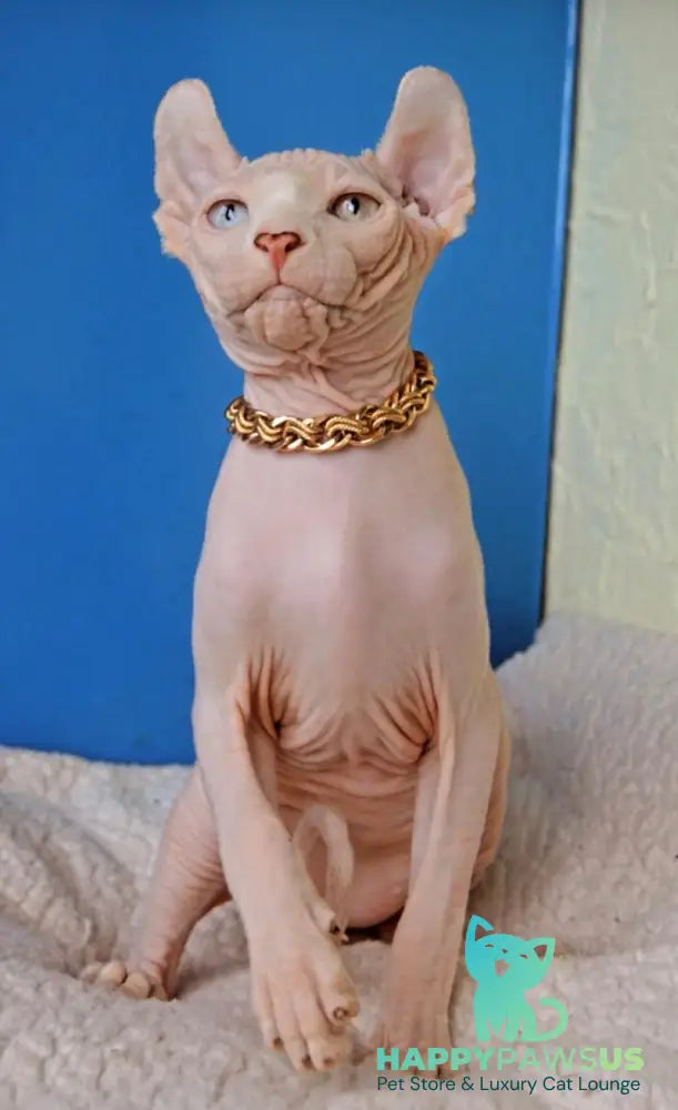 Ramzes Elf male white - live animals