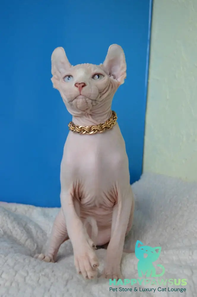 Ramzes Elf male white - live animals