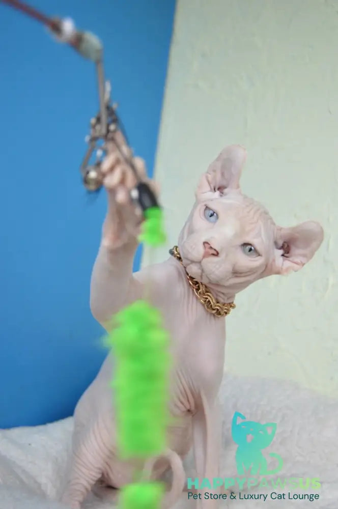 Ramzes Elf male white - live animals