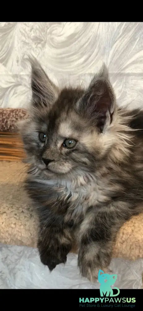 Randevu Maine Coon female black silver - live animals