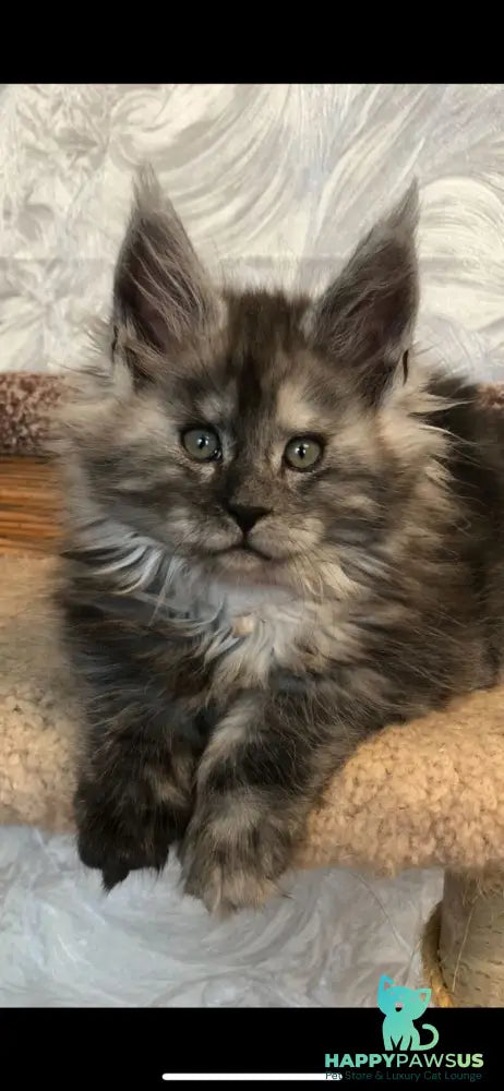 Randevu Maine Coon female black silver - live animals