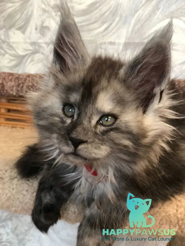 Randevu Maine Coon female black silver - live animals