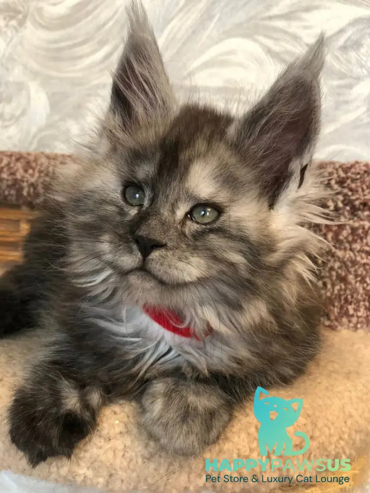 Randevu Maine Coon female black silver - live animals
